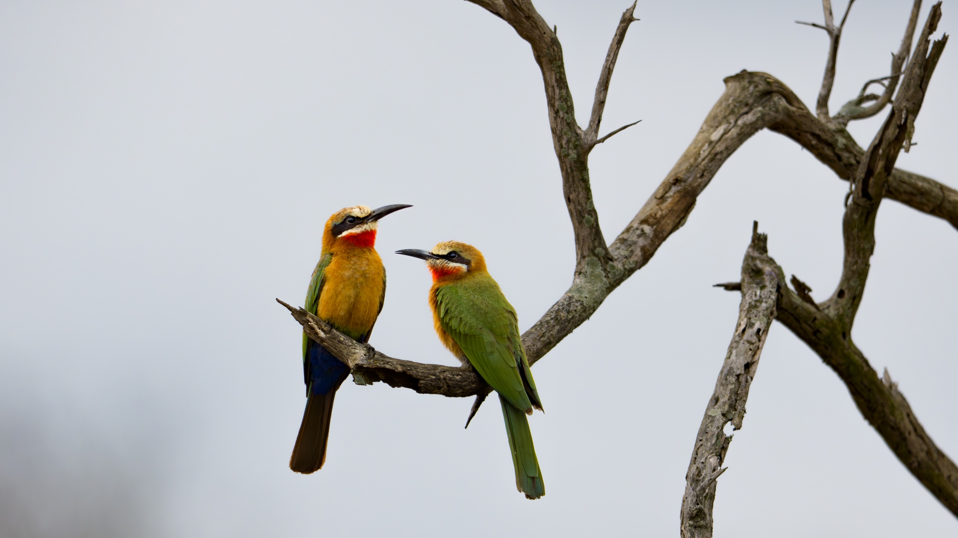 Kruger25 2025 10 28 11 26 59 ILCE 1M2 23